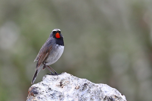 iNaturalist image