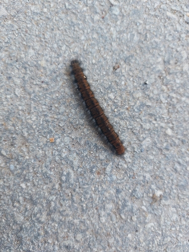 Fox Moth