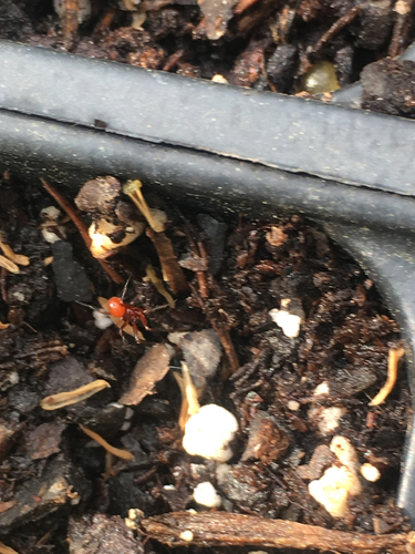 Ceratinopsidis formosa · iNaturalist