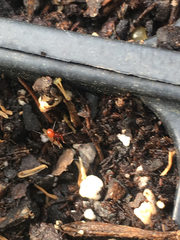 Ceratinopsidis formosa