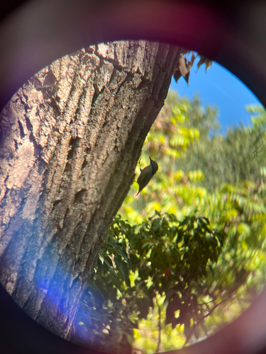 Eurasian Nuthatch