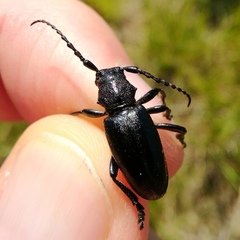 Dorcadion fuliginator