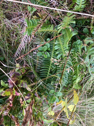 deer fern