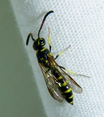 Sapygidae