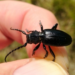 Dorcadion fuliginator