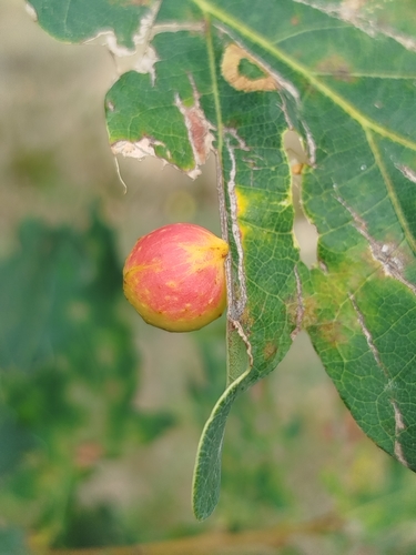 Cherry Gall Wasp