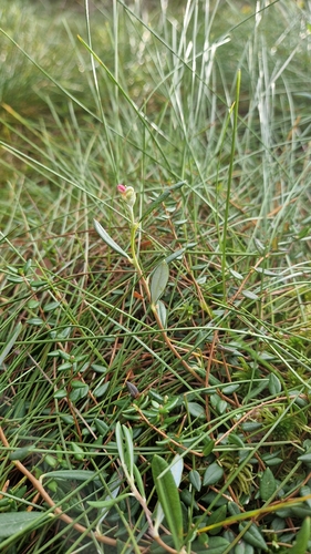 Wild Rosemary