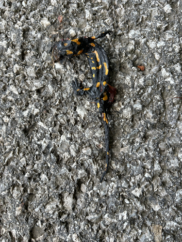 Fire Salamander
