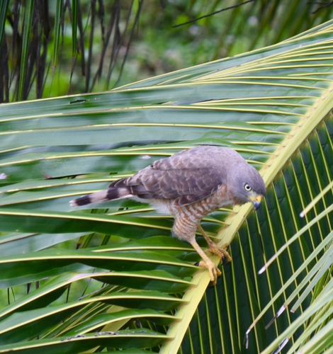 Roadside Hawk