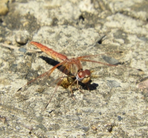 Orange-winged Dropwing