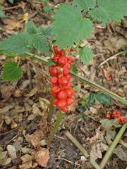Arum maculatum, photograph author not stated, no rights reserved