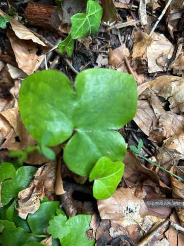Liverleaf