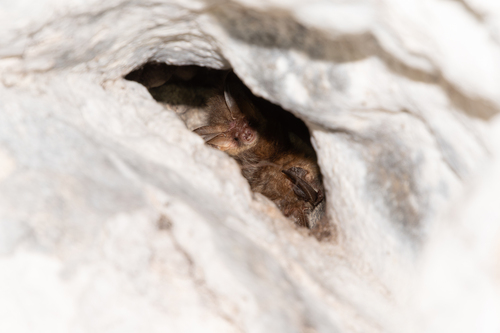 Brown Long-eared Bat