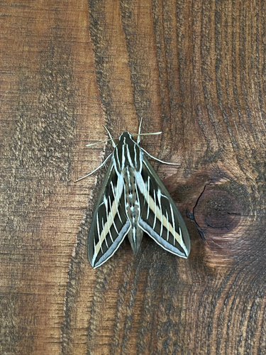 White-lined Sphinx