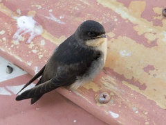 Pygochelidon cyanoleuca