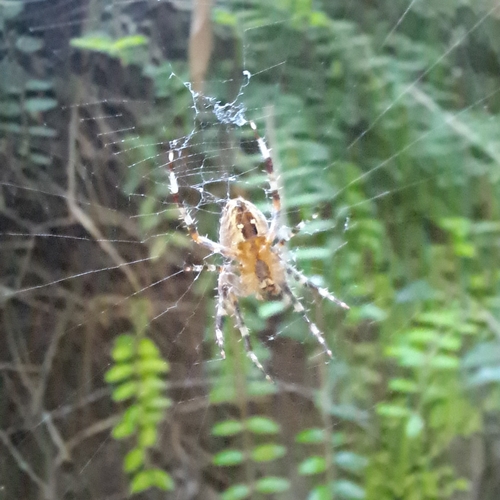 Cross Orbweaver