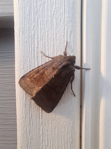 Bronzed Cutworm Moth