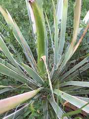 Yucca necopina