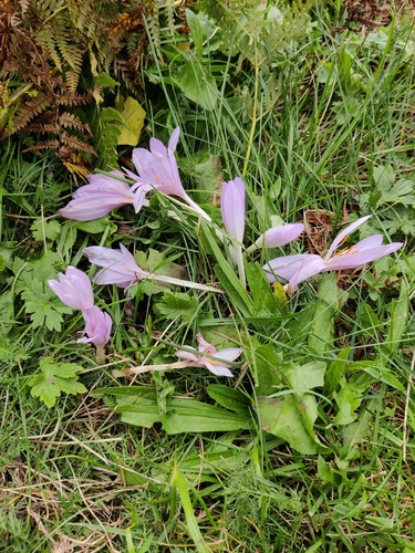 Autumn Crocus