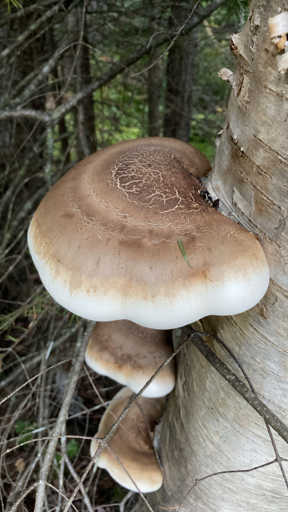 birch polypore · September 2026 · photo: Photo: (c) asemenuk, some rights reserved (CC BY) · iNaturalist