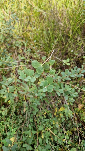 bog bilberry