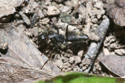 Japanese Carpenter Ant