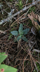 Goodyera tesselata, photograph (c) asemenuk, some rights reserved (CC BY)