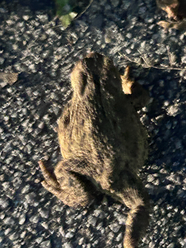 European Toad