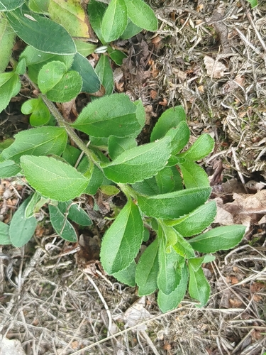 heath speedwell