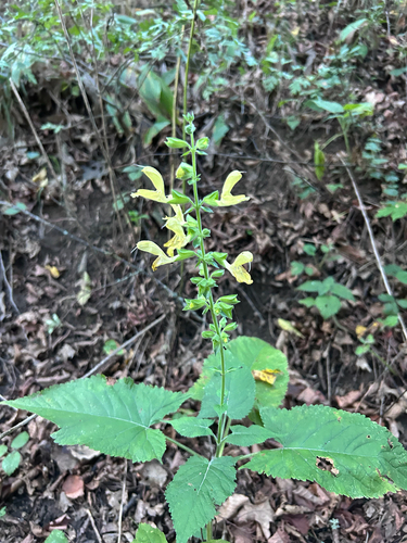 Sticky Sage