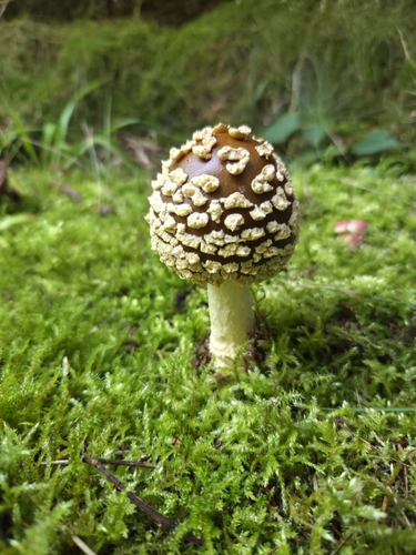 Royal fly agaric