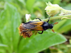 Macrosiagon flavipennis
