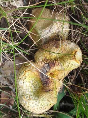 common earthball