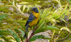 Anisognathus lacrymosus