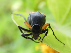 Macrosiagon flavipennis