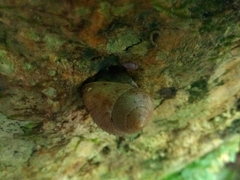 Eutrochatella virginea