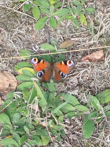 European Peacock Butterfly