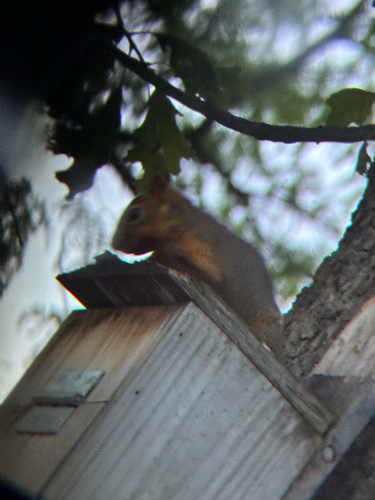 Eastern Fox Squirrel