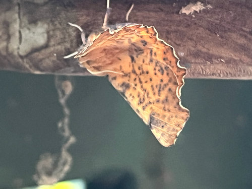 Maple Spanworm Moth