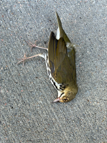 Ovenbird