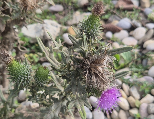 Bull Thistle