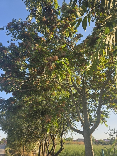 tree-of-heaven