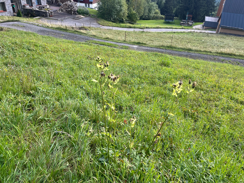Cabbage Thistle