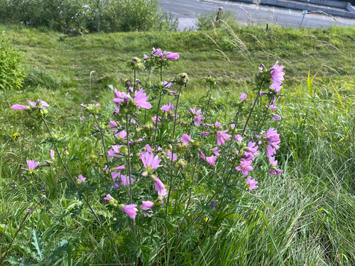 musk mallow