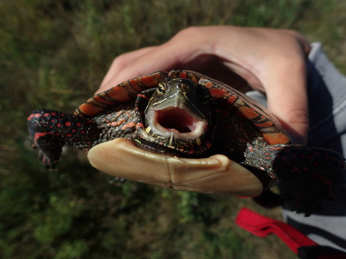 Midland Painted Turtle