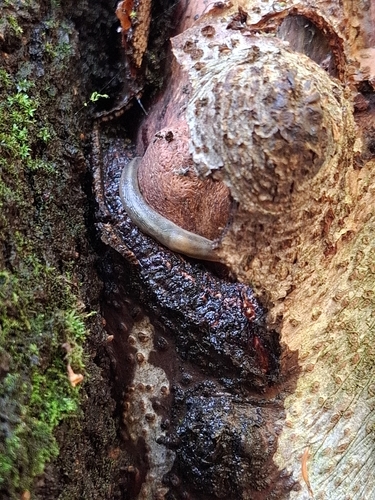 Tree slug