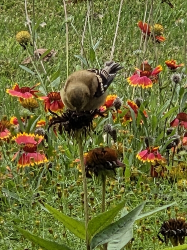 American Goldfinch