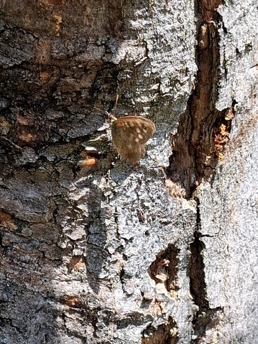 Speckled Wood