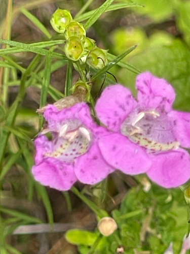 Agalinis purpurea, photograph 4