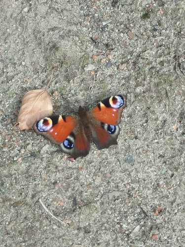 European Peacock Butterfly